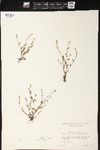 Myosotis stricta image