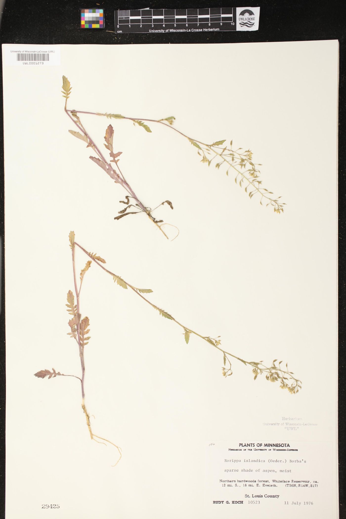 Rorippa islandica image