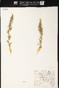 Chenopodium album var. stevensii image