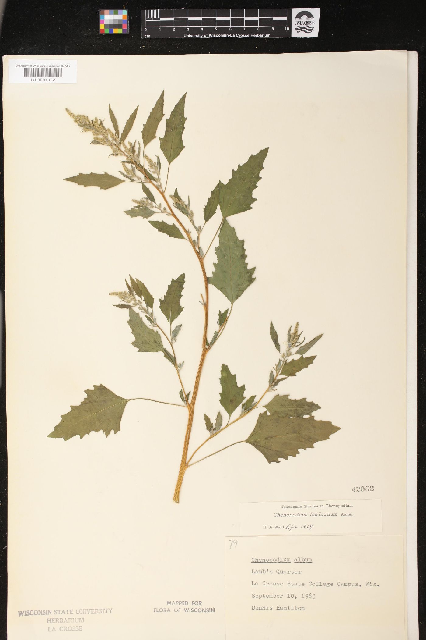 Chenopodium bushianum image