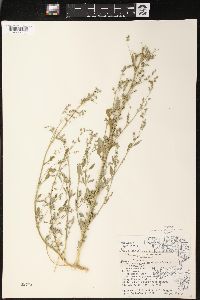 Chenopodium album var. album image