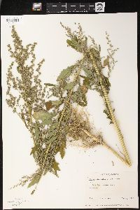 Chenopodium album var. album image