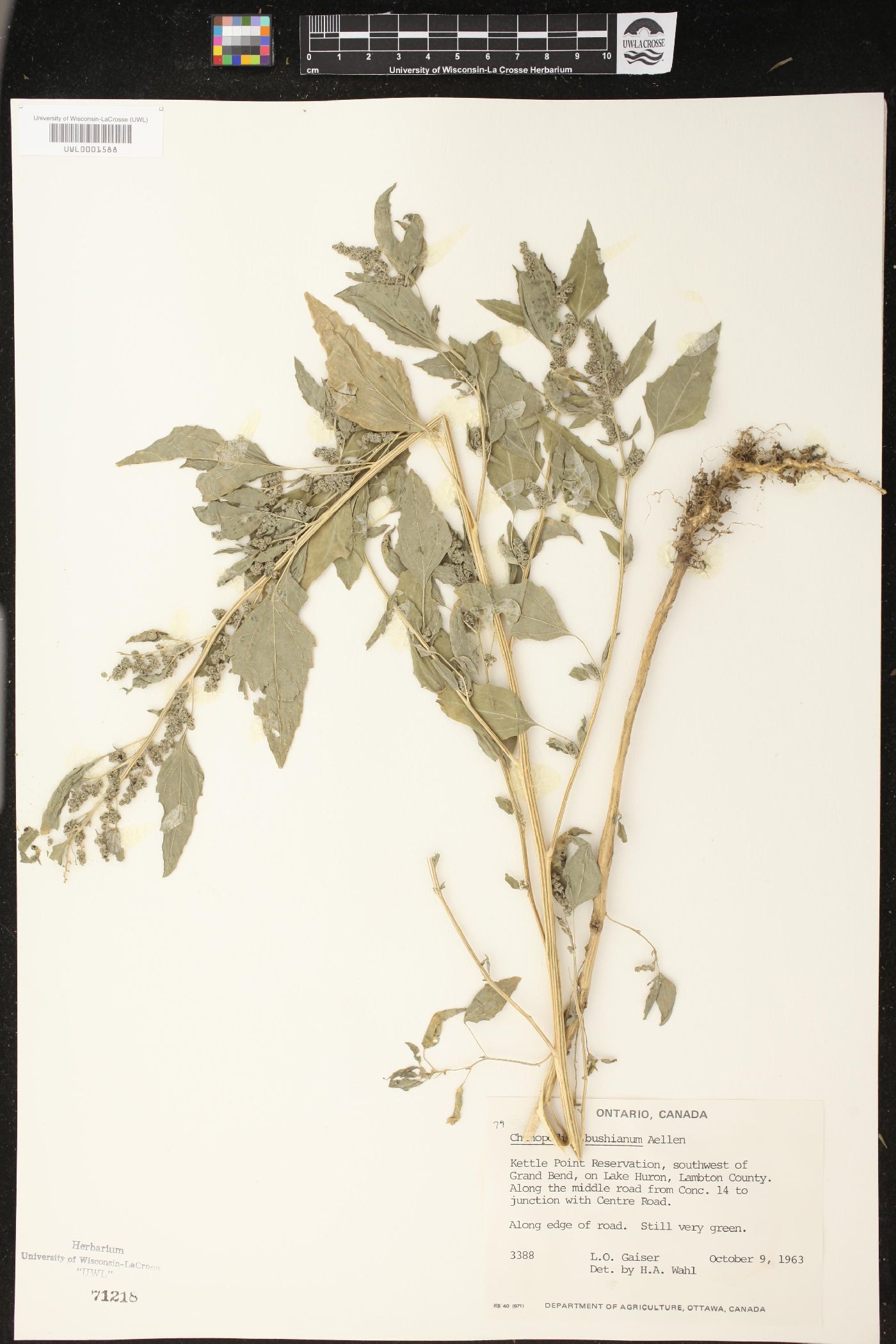 Chenopodium bushianum image