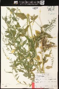 Chenopodium foggii image