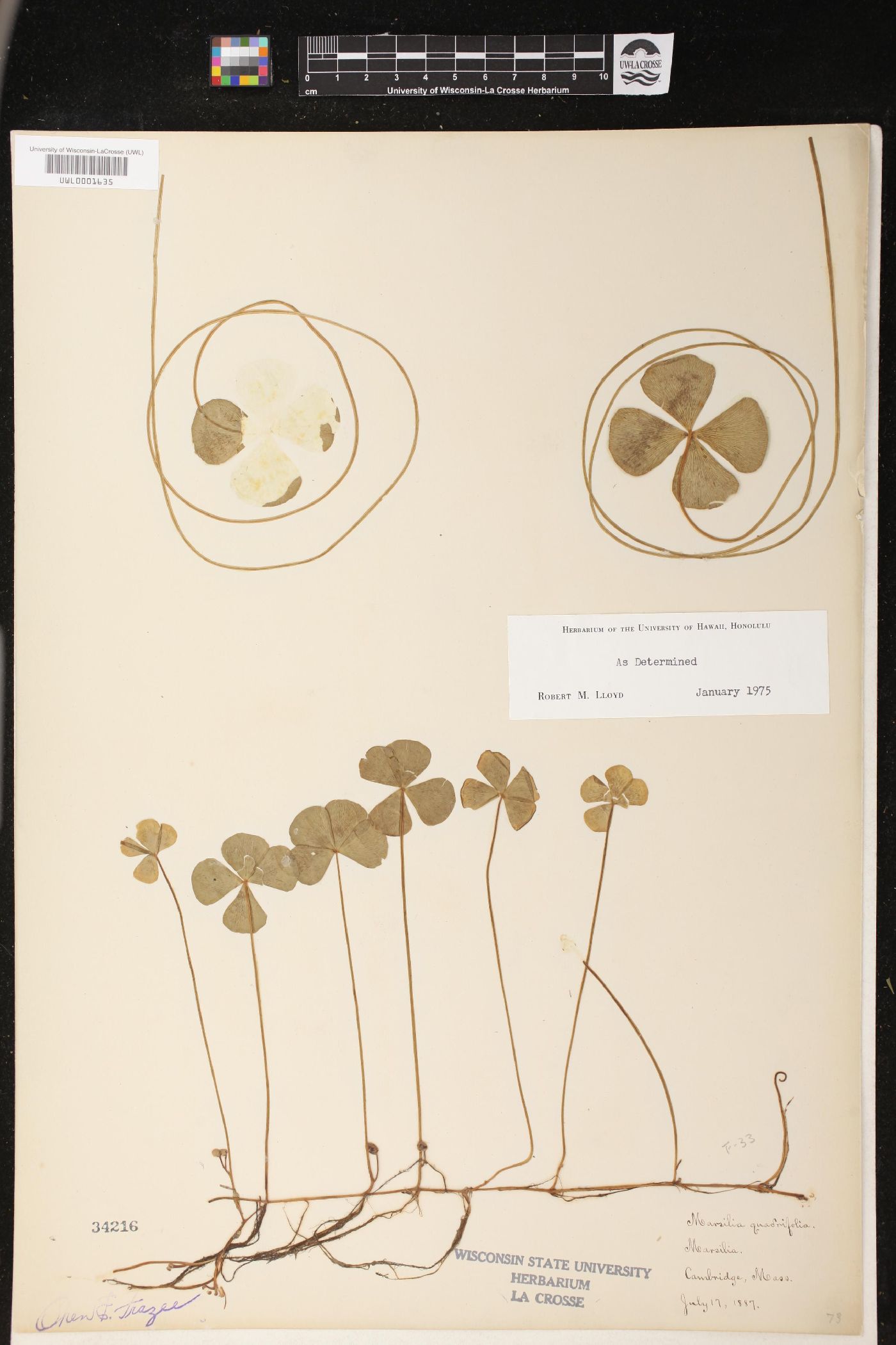 Marsilea quadrifolia image