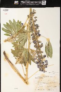 Lupinus polyphyllus image