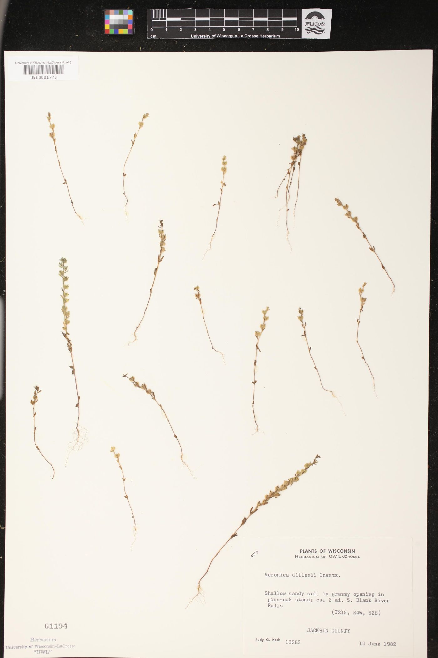 Veronica dillenii image