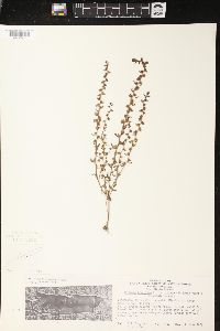 Veronica peregrina subsp. xalapensis image