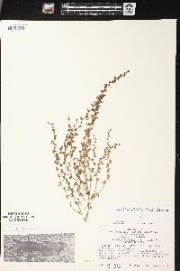 Veronica peregrina subsp. peregrina image