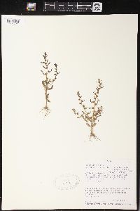 Veronica peregrina subsp. xalapensis image