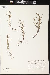 Veronica scutellata image