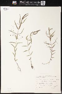 Veronica scutellata image