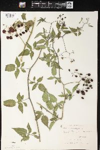 Solanum americanum image