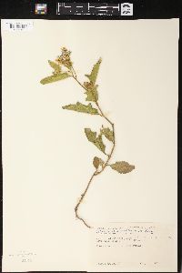 Solanum aculeatissimum image