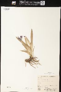 Iris pumila image