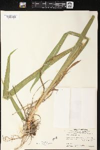 Iris versicolor image