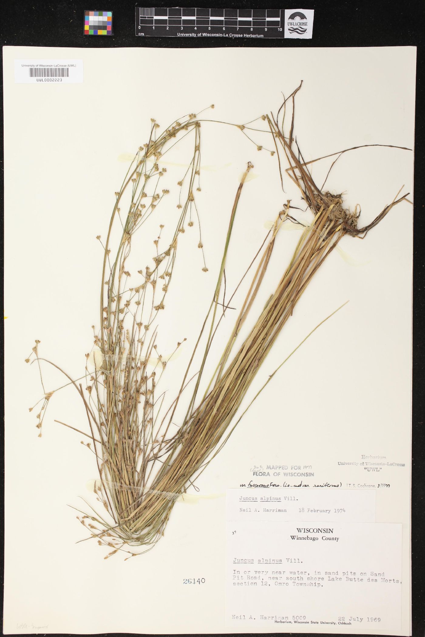 Juncus alpinoarticulatus subsp. fuscescens image