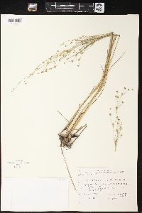 Juncus alpinoarticulatus image