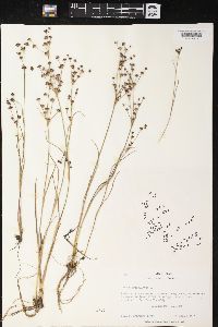 Juncus articulatus image