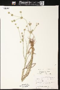 Juncus brachycarpus image