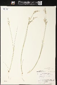 Juncus brevicaudatus image