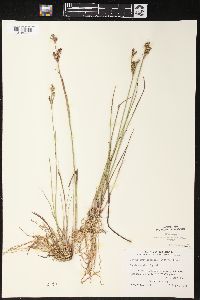 Juncus brevicaudatus image