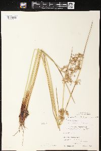 Juncus effusus var. pylaei image