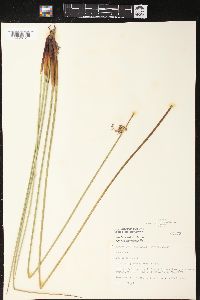 Juncus effusus var. costulatus image
