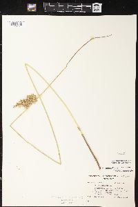 Juncus effusus var. pylaei image