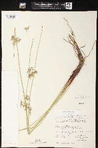 Juncus effusus var. pylaei image