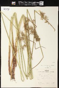 Juncus effusus var. solutus image