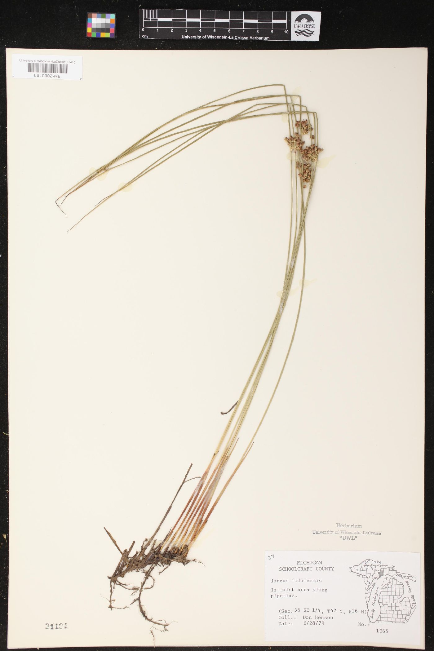 Juncus filiformis image
