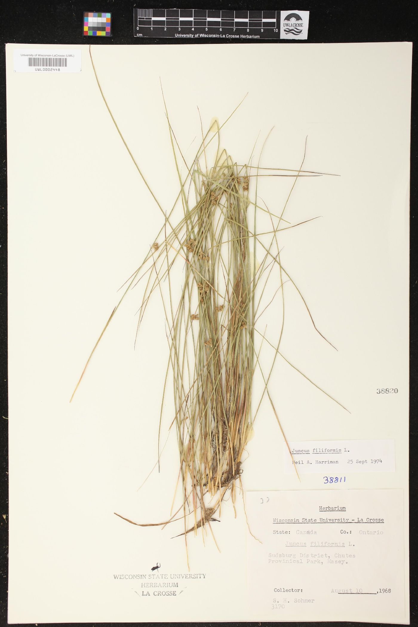 Juncus filiformis image