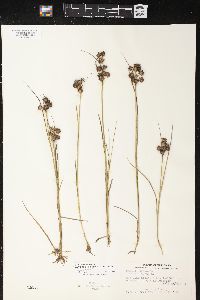 Juncus nodosus image