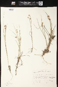 Juncus nodosus image