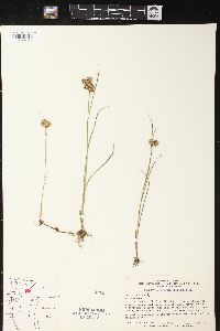 Juncus nodosus image