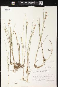 Juncus nodosus image