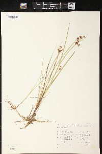 Juncus nodosus image