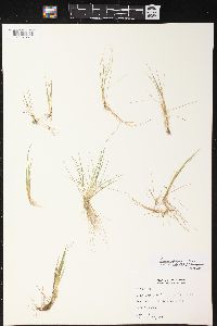 Juncus pelocarpus image