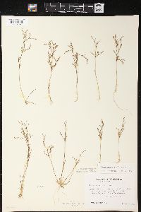 Juncus pelocarpus image