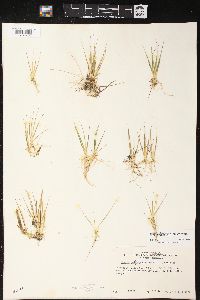 Juncus pelocarpus image