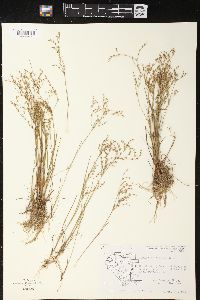 Juncus pelocarpus image