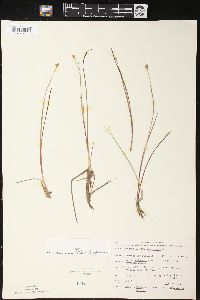 Juncus stygius subsp. americanus image