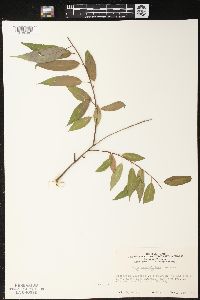 Salix amygdaloides image