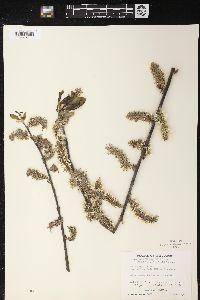 Salix discolor var. eriocephala image