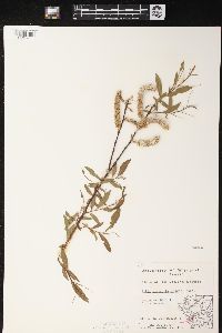 Salix glaucophylloides image