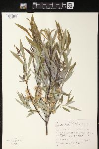 Salix gracilis image