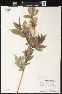 Salix lucida image