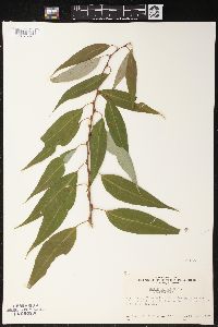 Salix lucida image