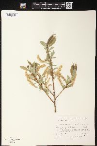 Salix lucida image